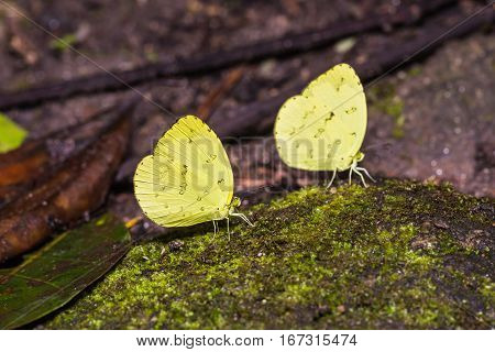 Three-spot Grass Yellow Butterflies