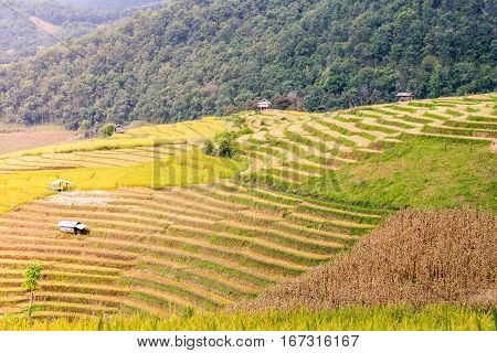 Terraced Rice Field In The Evening