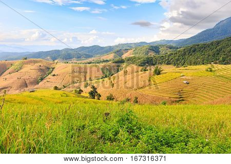 Terraced Rice Field In The Evening