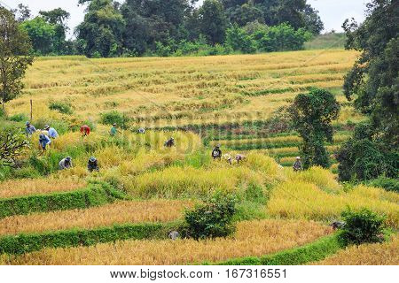 Cooperated Manual Rice Harvesting