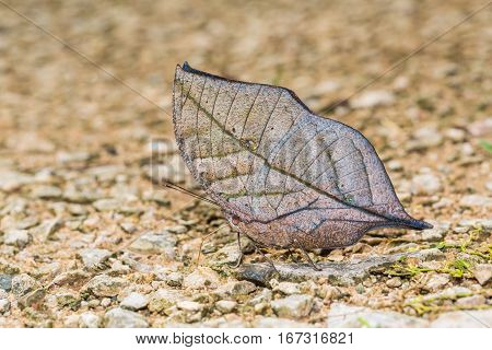 Orange Oakleaf Butterfly