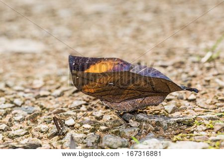 Orange Oakleaf Butterfly
