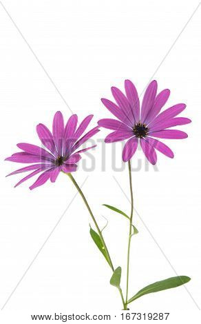 Osteospermum Daisy or Cape Daisy Flower Flower Isolated over White Background. Macro Closeup