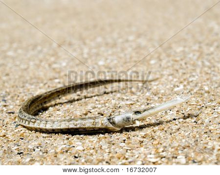 Secchi lungo pesce (Syngnathus typhle) su sfondo di sabbia.