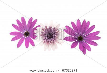 Osteospermum Daisy or Cape Daisy Flower Flower Isolated over White Background. Macro Closeup