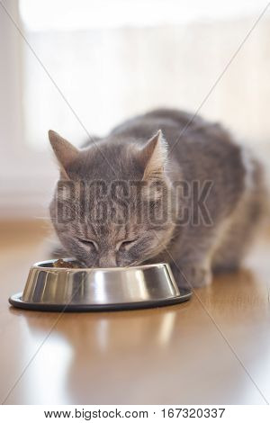 Beautiful tabby cat sitting next to a food bowl placed on the floor next to the living room window and eating. Selective focus
