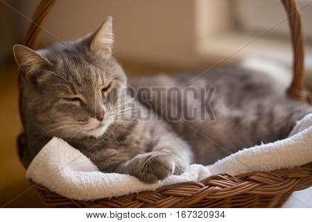 Beautiful tabby cat lying in a basket on its blanket next to a living room window. Selective focus