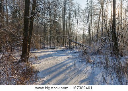Winter landscape of frozen Lesna River in sun with dry reed snow wrapped in foreground, Bialowieza Forest, Poland, Europe