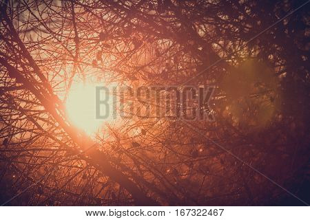 Thesun shines through the branches in the morning