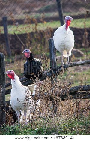 turkeys graze near a wooden fence in the village.