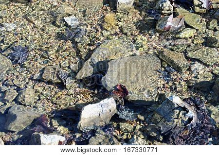 Rocks and leaves glisten among the ripples in a stream of water