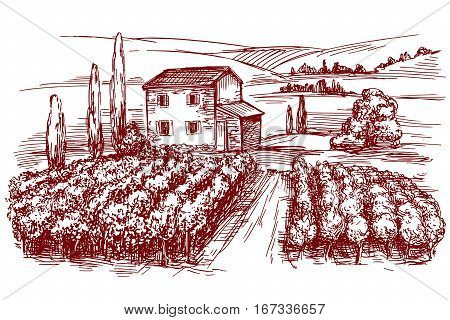 Vineyard hand drawn vector illustration realistic sketch
