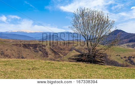 Tree On The Grassy Meadow In Mountains