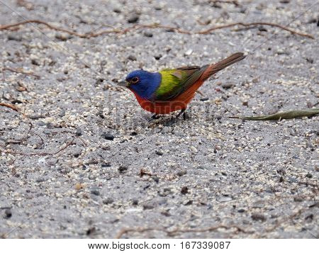 Colorful male Painted Bunting small bird on the ground