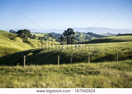 An image of a beautiful landscape near Matamata New Zealand