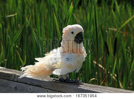 W hite parrot sitting on wood fence