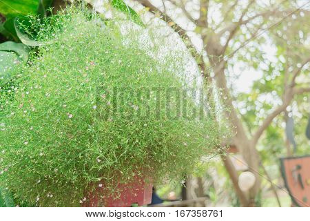 The Beauty Of Gypsophila Flower. (babysbreath Gypsophila)