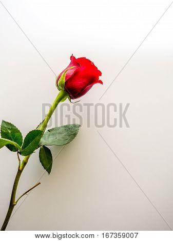 Single red rose with white copy space