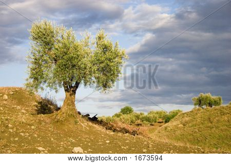 Olive Tree Ii