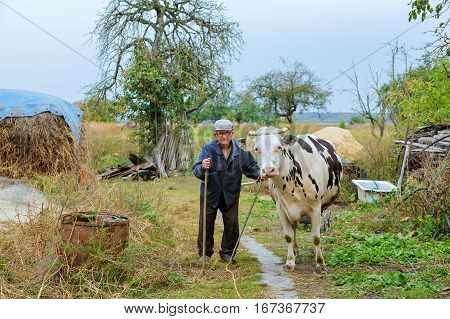 Farmer with cows on a green field Senior male cow grazes in village