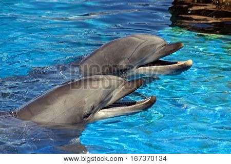 The dolphins in the water San DiegoCalifornia.