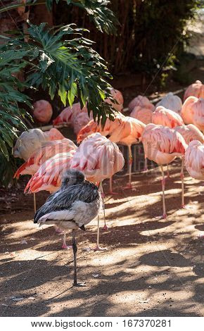 Adolescent gray Chilean flamingo Phoenicopterus chilensis in the middle of adult pink flamingos during breeding season.
