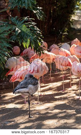 Adolescent gray Chilean flamingo Phoenicopterus chilensis in the middle of adult pink flamingos during breeding season.