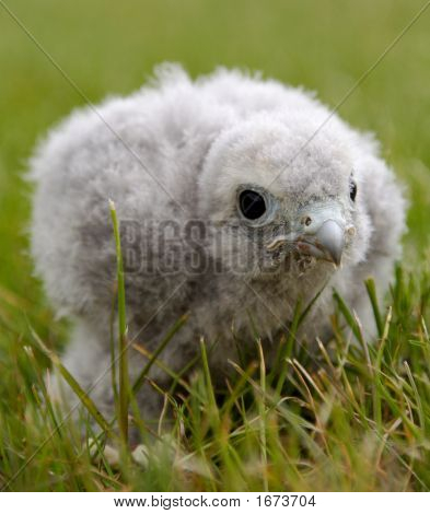 Kestrel poikasen 14 päivää vanha