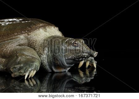 Close-up head Chinese Soft Shell Turtle isolated on Black background
