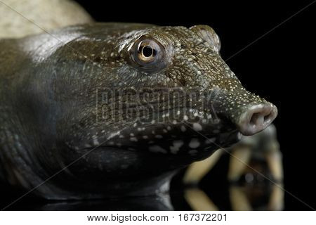 Close-up head Chinese Soft Shell Turtle isolated on Black background