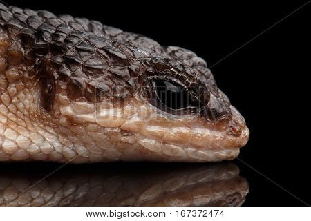 Close-up brown skink, tropidophorus baconi on isolated black background with reflection, wild reptile