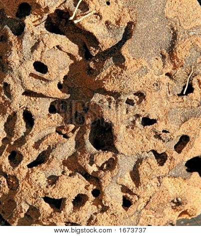 Nido della formica