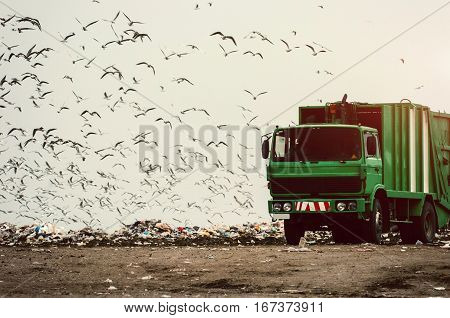 Green garbage truck on a landfill with seagulls all around