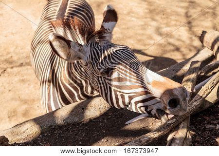 Grevy's zebra Equus grevyi relaxes in the sun after a dust bath.