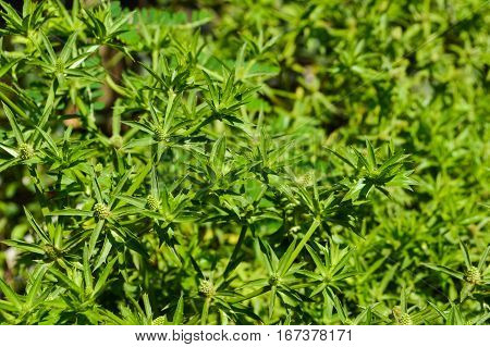 fresh green eryngium foetidum plant in nature garden