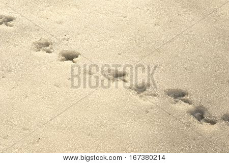 bird tracks in snow male capercaillie footprints ( Tetrao urogallus )