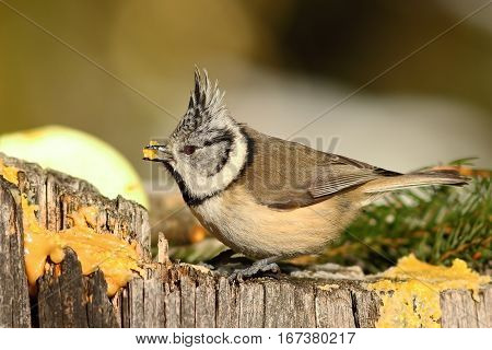 close up of european crested tit perched on wooden stump in the garden ( Lophophanes cristatus ); the birds are hungry in winter and come to feed on lard