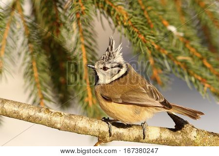 crested tit profile view perched on twig ( Lophophanes cristatus )