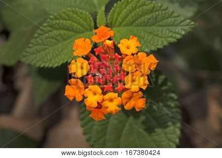 Little Yellow Flowers with Red Buds and Green Leaves