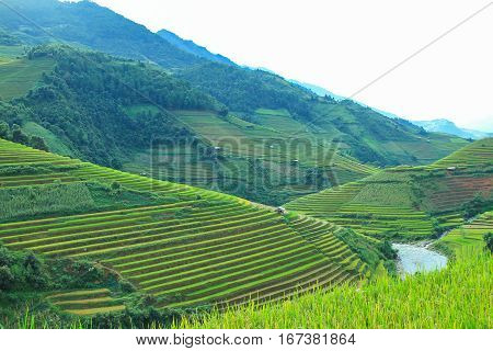 Rice fields on terraced in rainny season at Mu Cang Chai, Yen Bai, Vietnam. Rice fields prepare for transplant at Northwest Vietnam