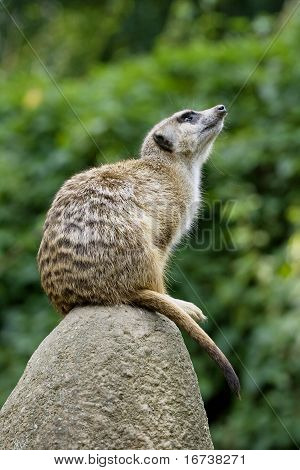 Meerkat