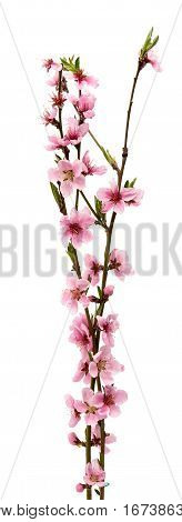 Cherry blossom sakura flowers isolated on white background
