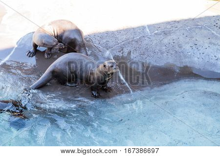 Giant River Otter, Pteronura Brasiliensis