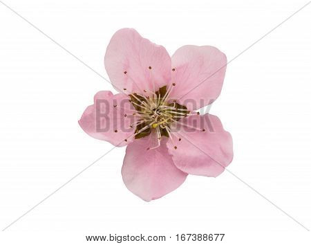 Cherry blossom sakura flowers isolated on white background