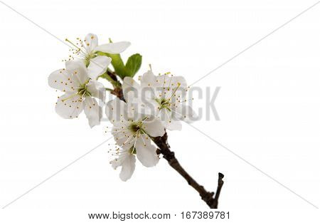 cherry blossom flowers isolated on white background