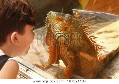 boy admire iguana lizard through the glass in zoo