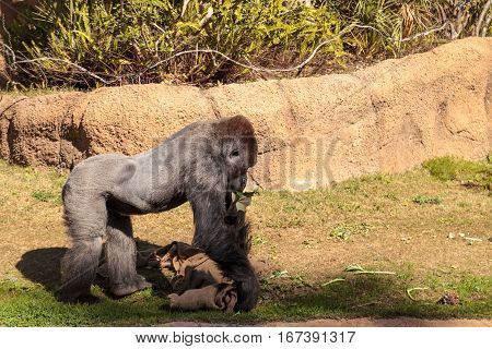 Western Lowland Gorilla is found in forests and lowland swamps in Africa
