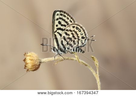 Balkan Pierrot or little tiger blue Tarucus balkanicus butterfly