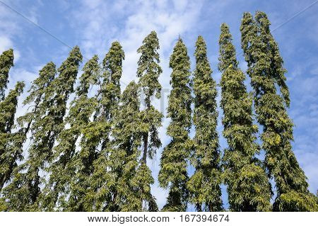 green polyalthia longifolia plants in nature garden