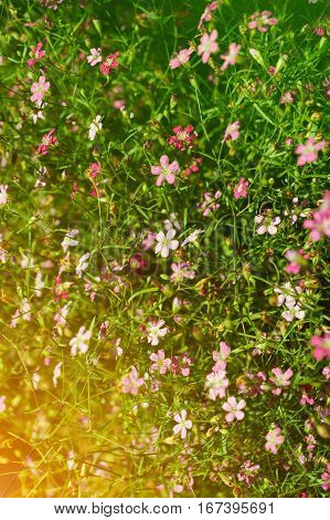 beautiful gypsophila paniculata flower in nature garden